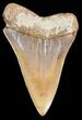 Colorful Fossil Mako Tooth - Morocco #44281-1